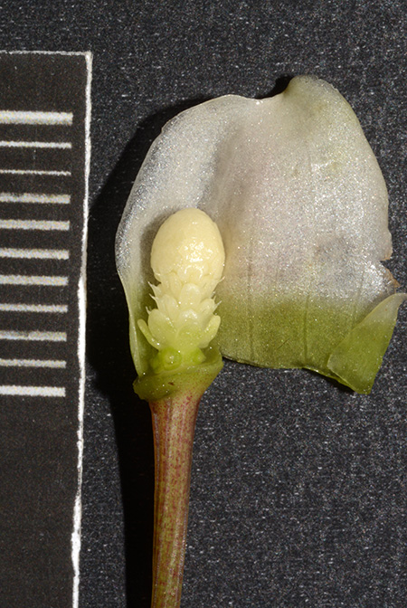 Bucephalandra pygmaea