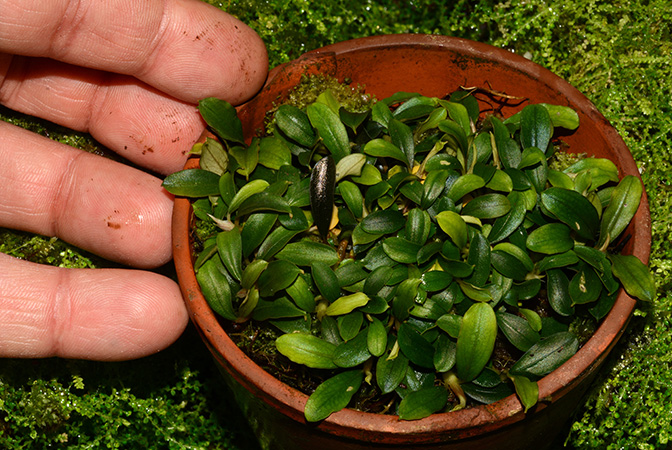 Bucephalandra pygmaea