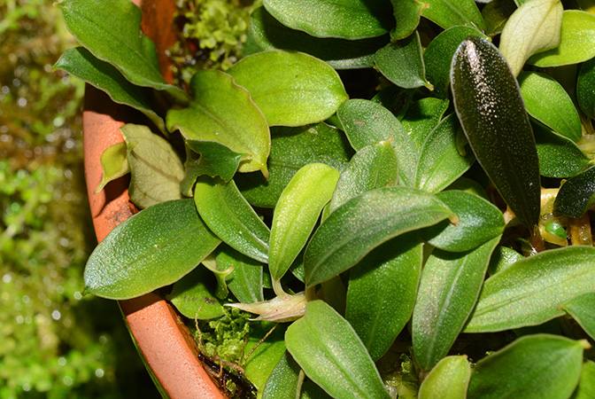 Bucephalandra pygmaea