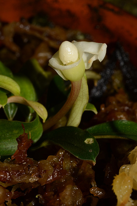 Bucephalandra pygmaea