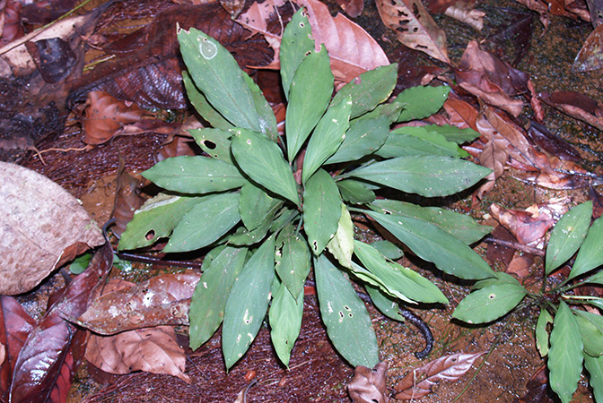 Burttianthus caulescens