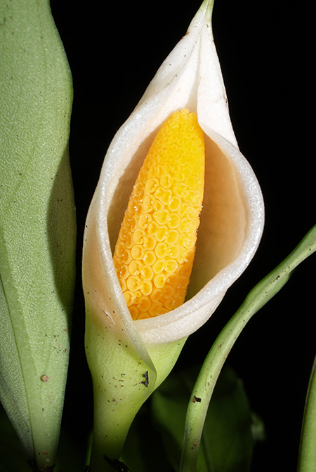 Burttianthus caulescens