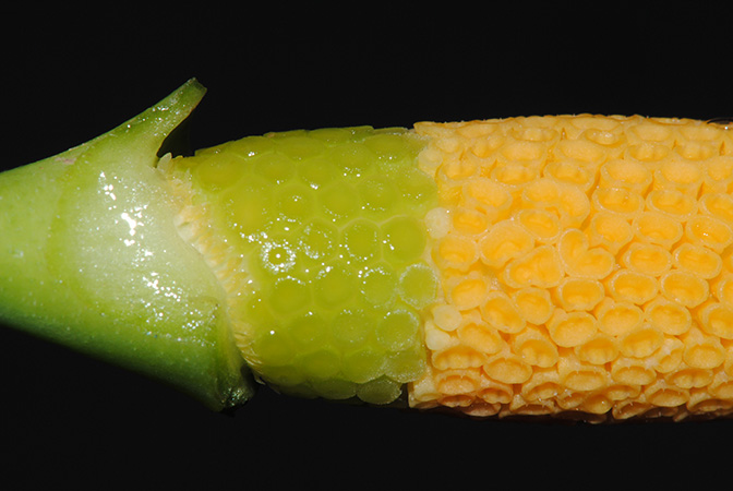 Burttianthus caulescens