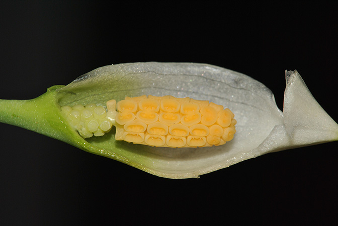 Burttianthus caulescens