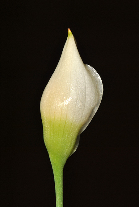 Burttianthus caulescens