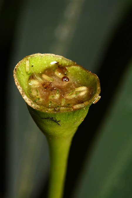 Burttianthus caulescens