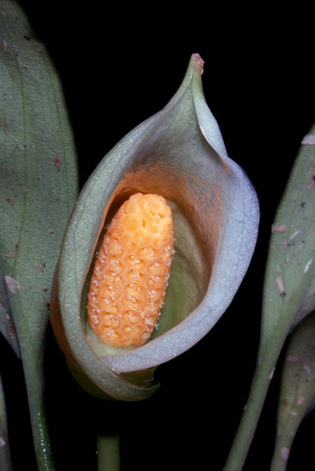 Burttianthus caulescens