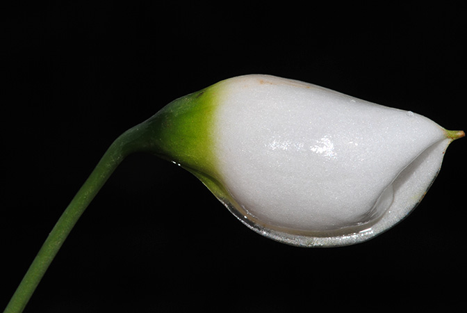 Burttianthus purseglovei