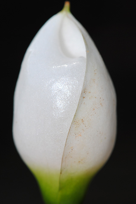 Burttianthus purseglovei