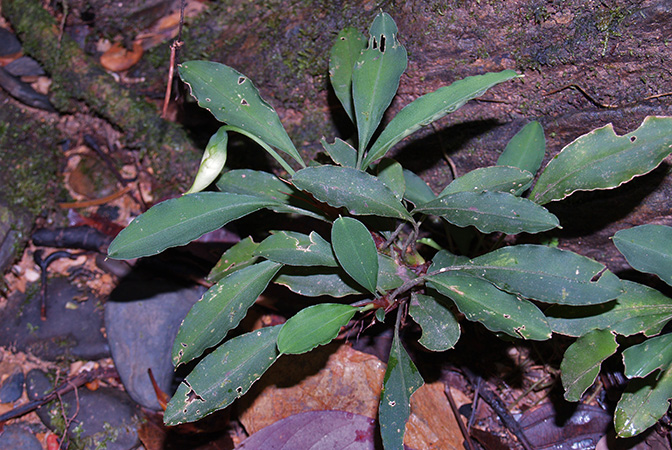 Burttianthus purseglovei