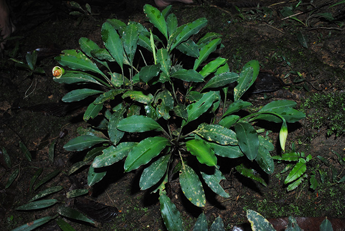 Burttianthus purseglovei