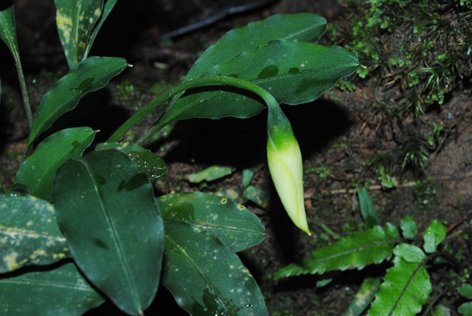 Burttianthus purseglovei
