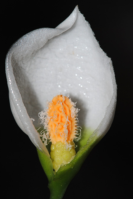 Burttianthus purseglovei
