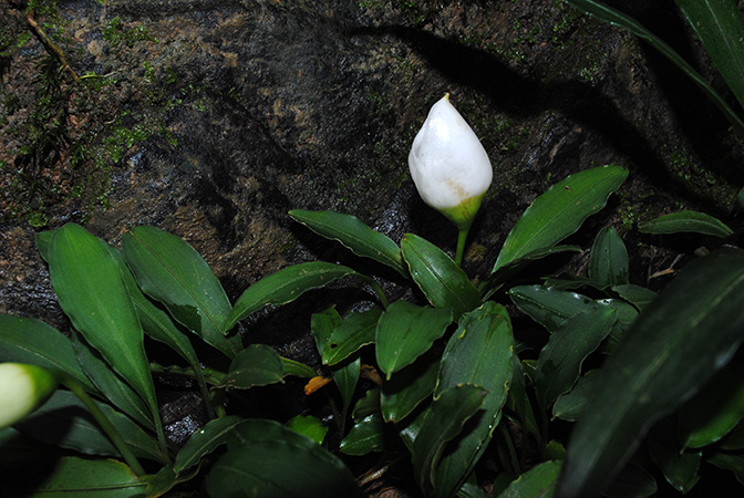 Burttianthus purseglovei