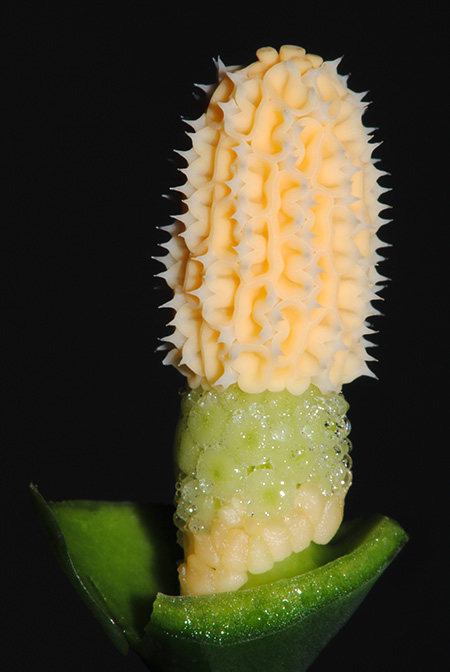 Burttianthus purseglovei