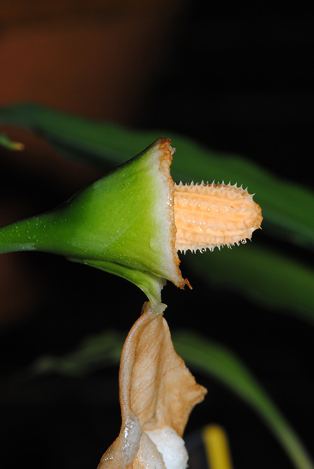 Burttianthus purseglovei