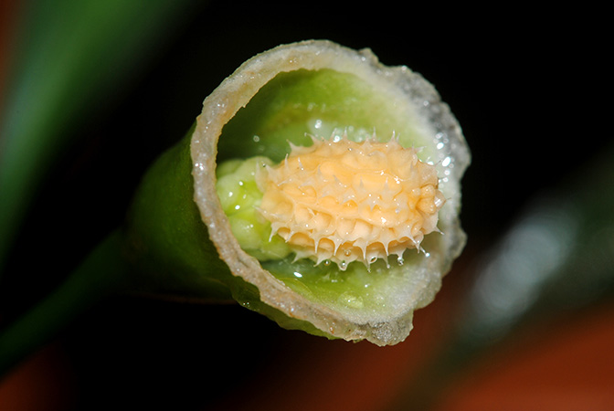 Burttianthus purseglovei