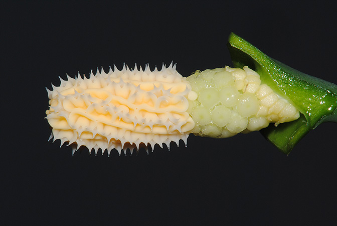 Burttianthus purseglovei