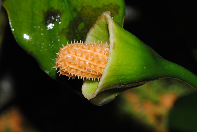 Burttianthus purseglovei