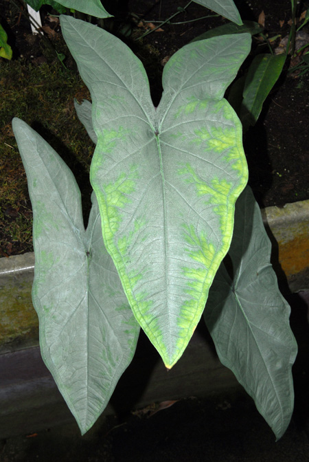 Caladium picturatum
