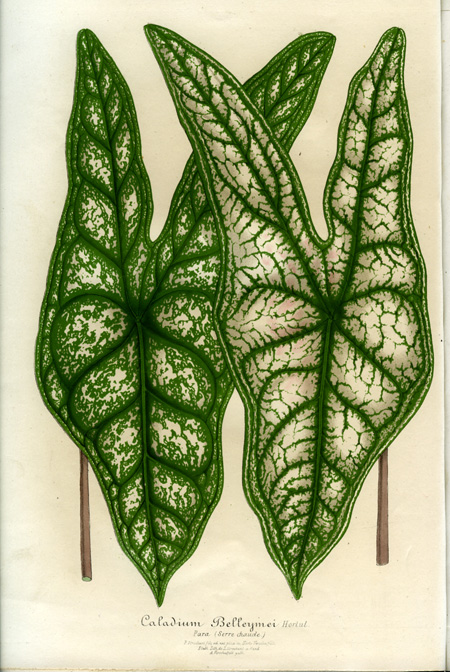 Caladium picturatum