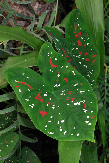 Caladium bicolor
