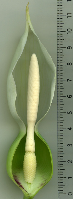 Caladium bicolor