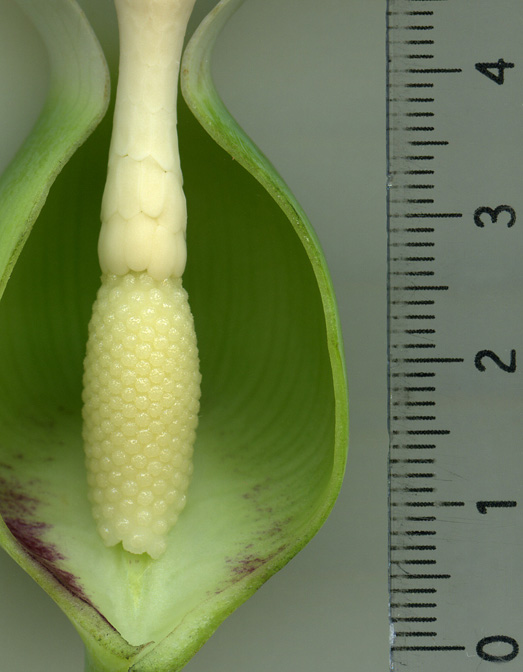 Caladium bicolor