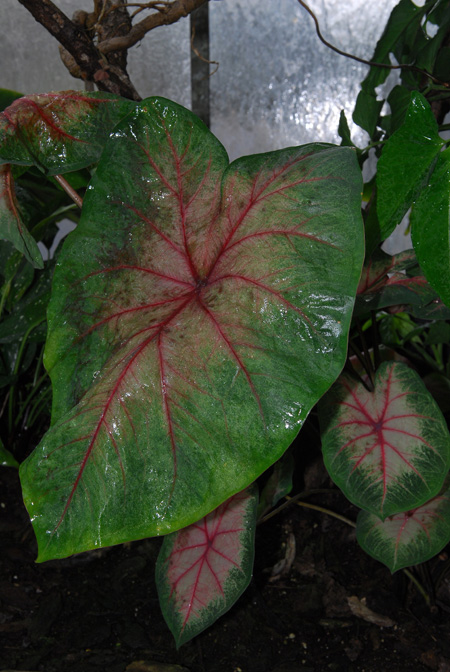 Caladium bicolor