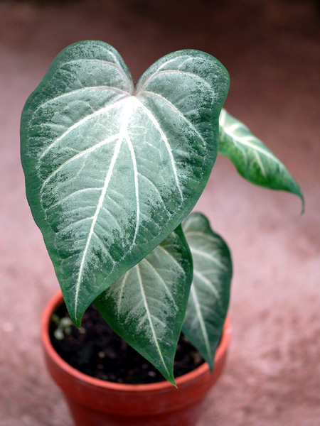 Caladium bicolor