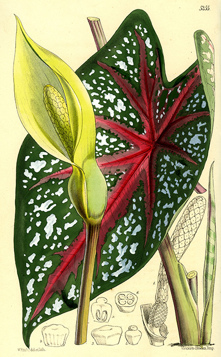 Caladium bicolor