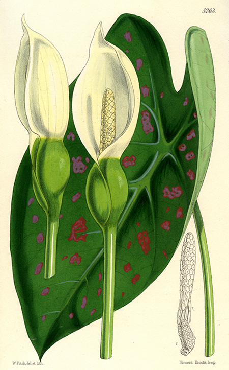 Caladium bicolor