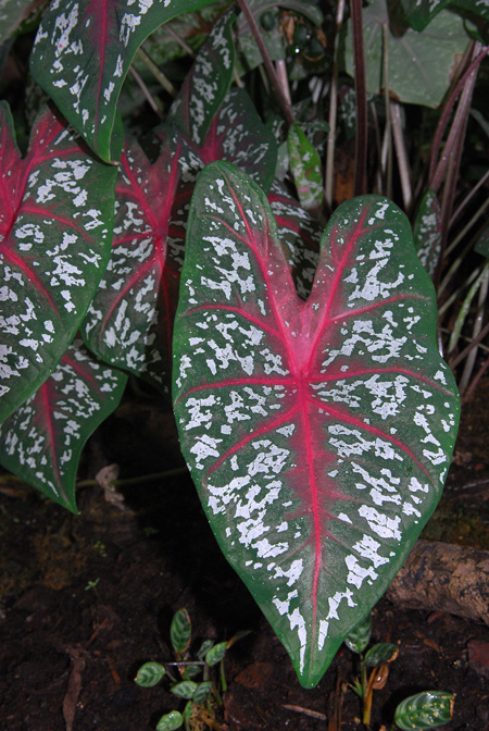 Caladium bicolor
