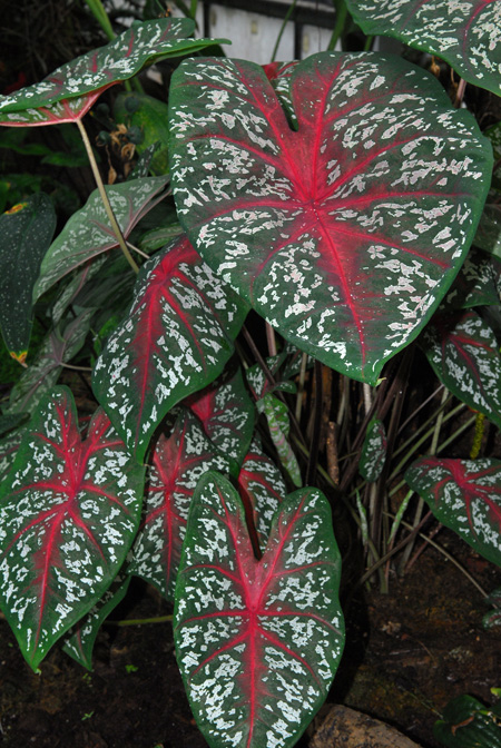 Caladium bicolor