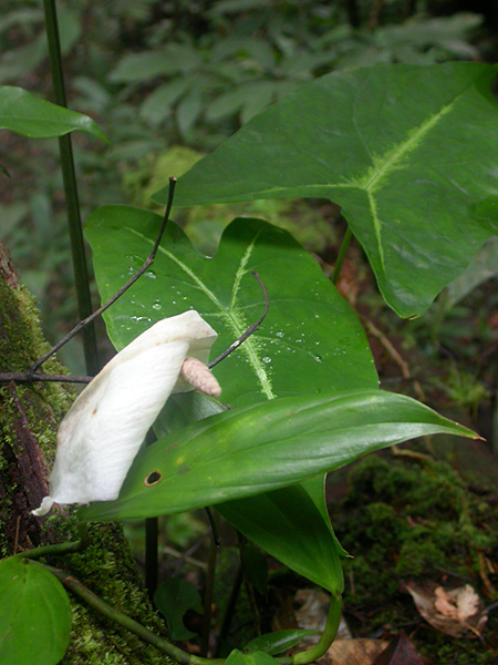 Caladium bicolor