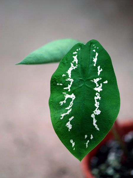 Caladium steudnerifolium