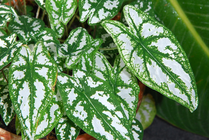 Caladium humboldtii