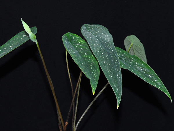 Caladium palaciosii