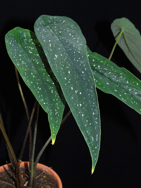 Caladium palaciosii