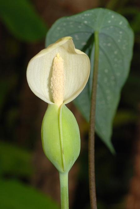 Caladium palaciosii