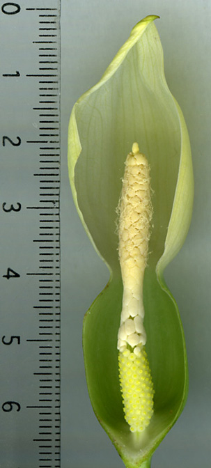 Caladium palaciosii