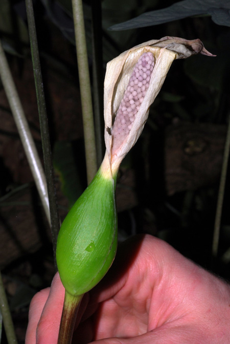 Caladium picturatum