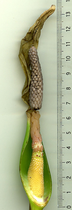 Caladium picturatum