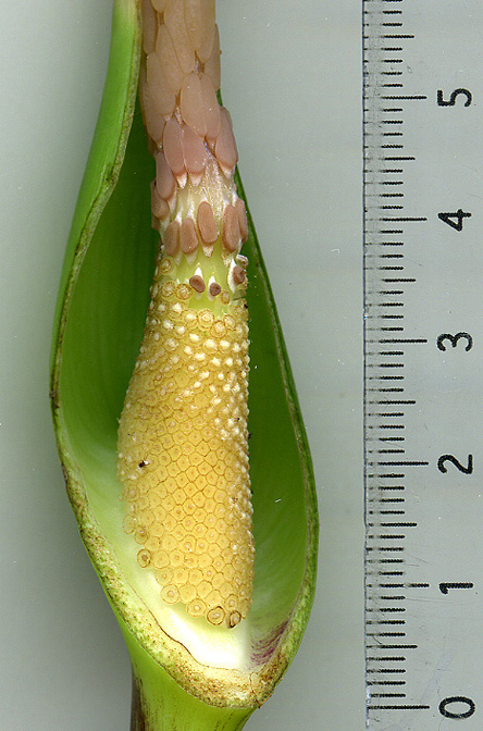 Caladium picturatum