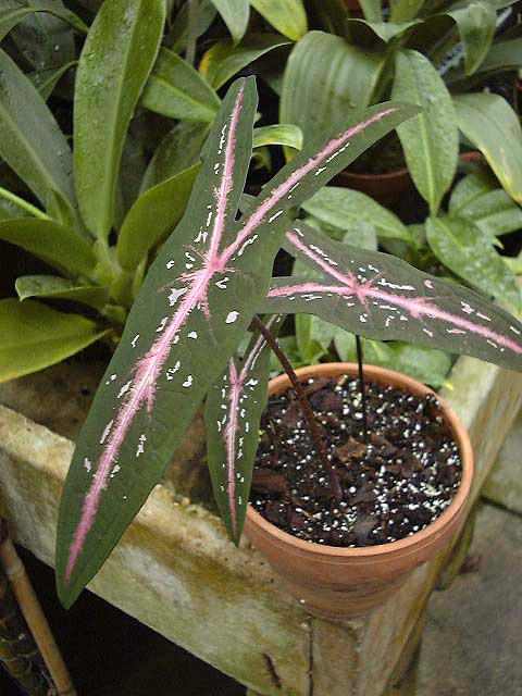 Caladium picturatum