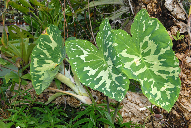 Caladium praetermissum