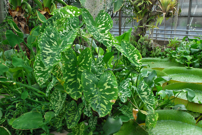 Caladium praetermissum