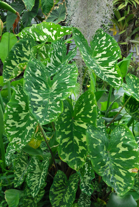 Caladium praetermissum