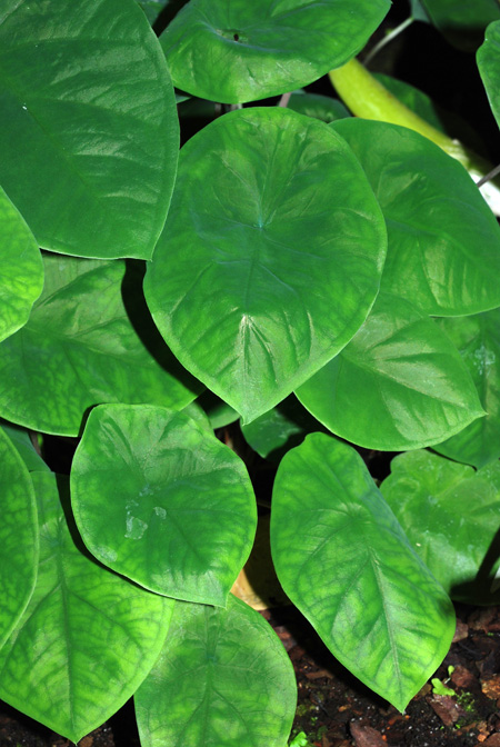 Caladium sororium