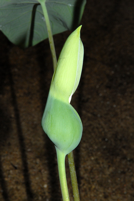 Caladium steudnerifolium